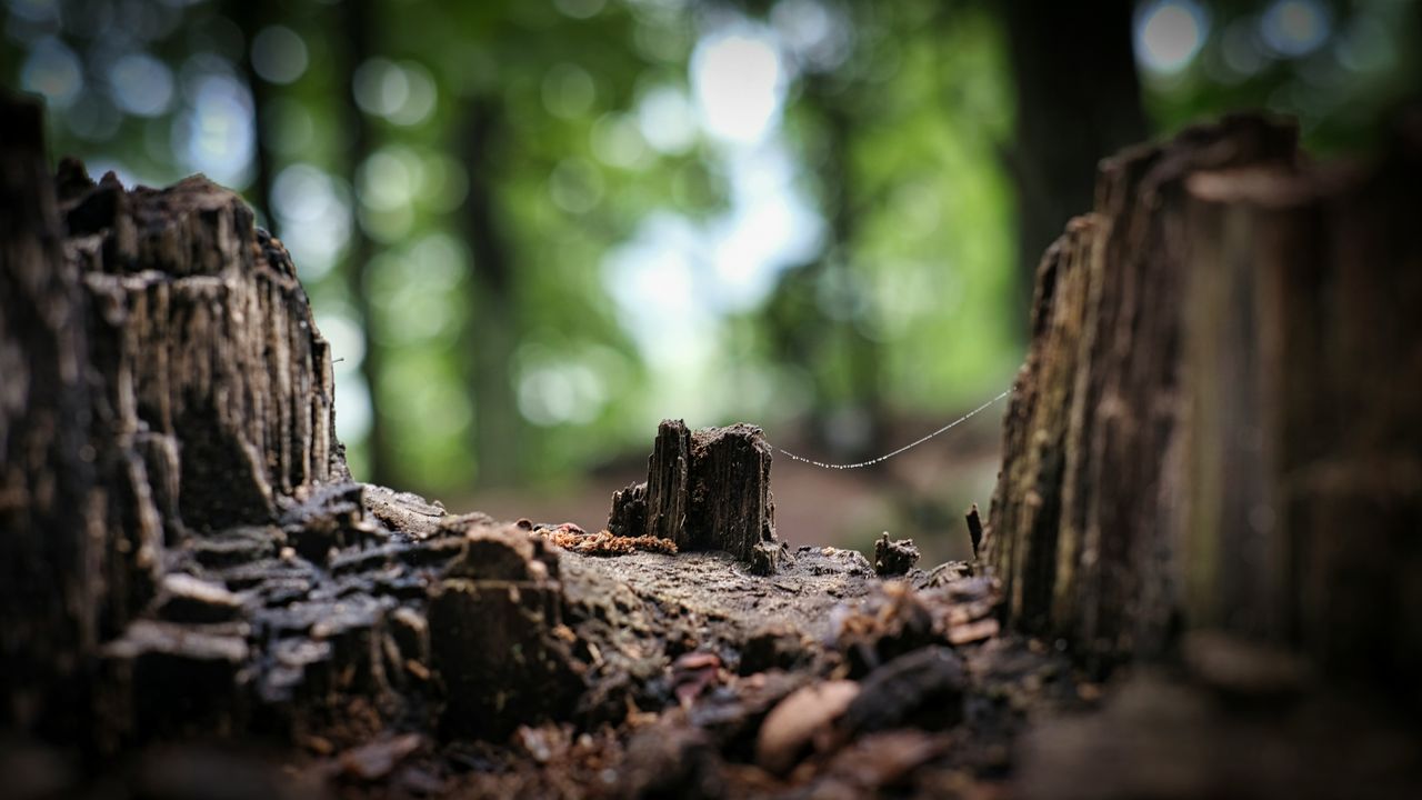 <a href="https://unsplash.com/photos/brown-tree-trunk-in-tilt-shift-lens-whLgVh2oLHo">Brown tree trunk in tilt shift lens photo – Free Dream Image on Unsplash</a>
