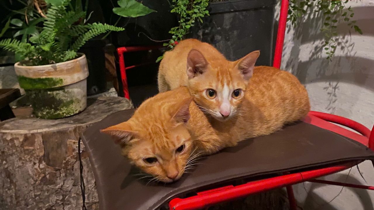 <i>Đang ôm ấp mà bị bắt tại trận nè he</i>