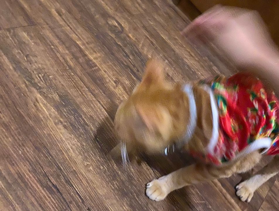 <i>Bonus: Em DuYu ở Cafe Haru chấp nhận bẹo hình bẹo dạng chứ không cho mình sờ </i>🥲