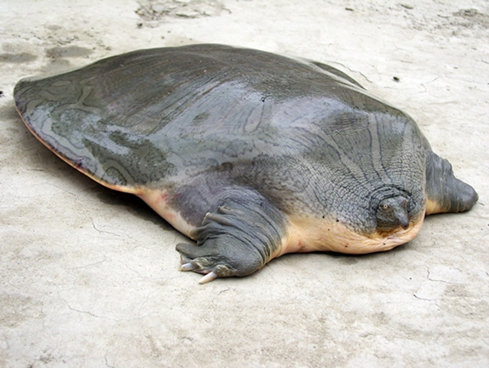 <i>Giải khổng lồ ngoài đời </i>