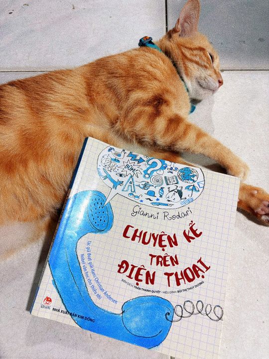Chú mèo yêu quý của tôi nay đã được 8 tuổi