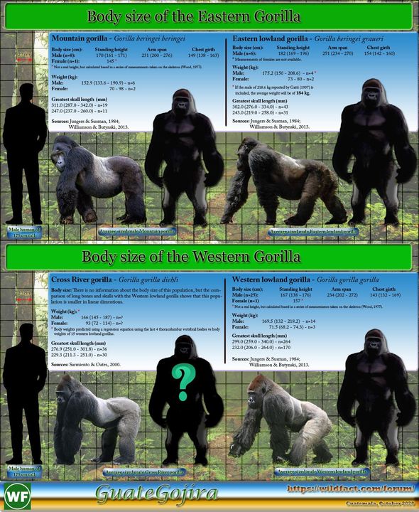 Cân nặng của các loài khỉ đột. 
Nguồn : Guate Gojira.