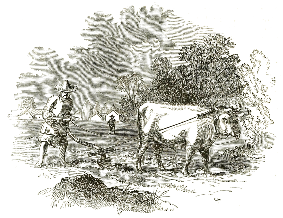 "Tartar Agriculturalist" - Một nông dân Trung Quốc sử dụng trâu để kéo cày