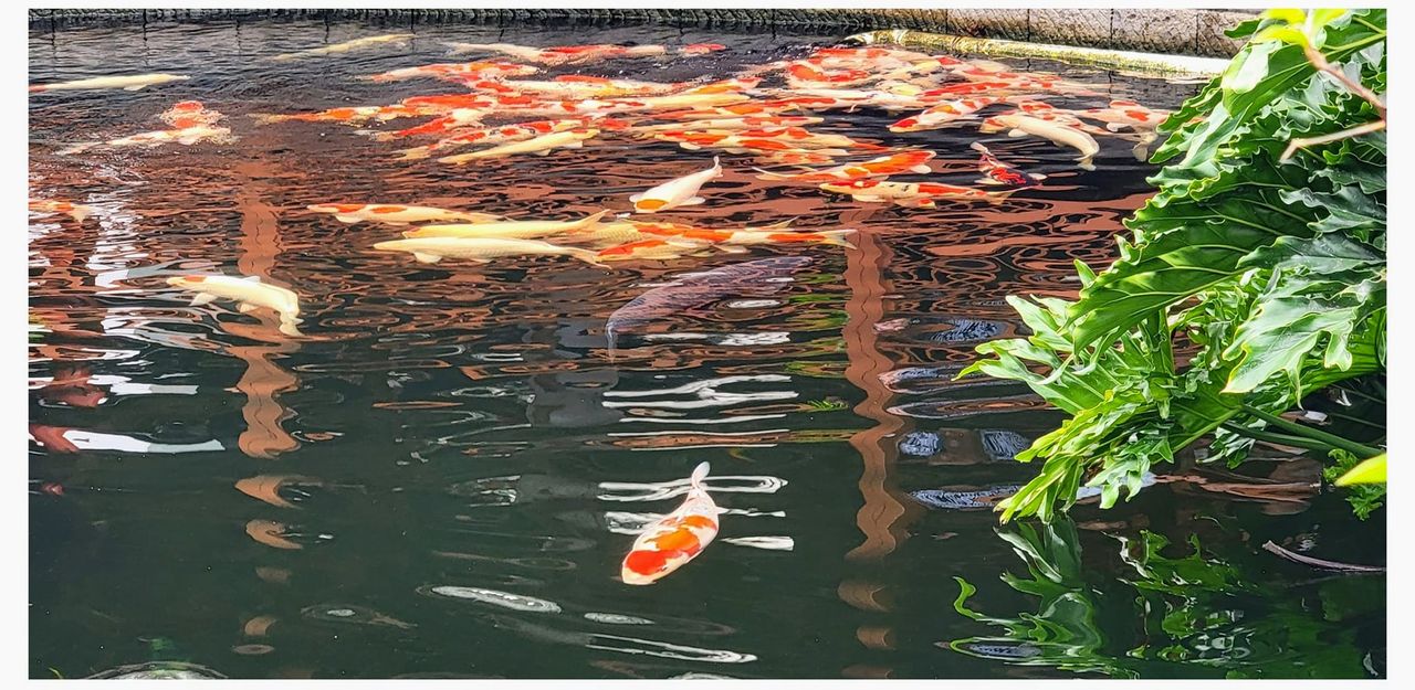 "Kim lân khởi thị trì trung vật / Nhất ngộ phong vân tiện hóa long"