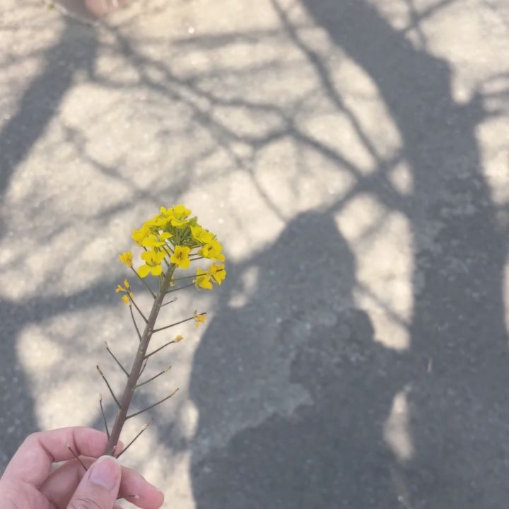 Random nắng vàng và một bông hoa dại - nghĩ mãi mới dám ngắt xuống :))