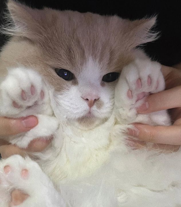 nhìn nè, cưng hem :x bồng ẻm trên tay nữa là bị dính luôn