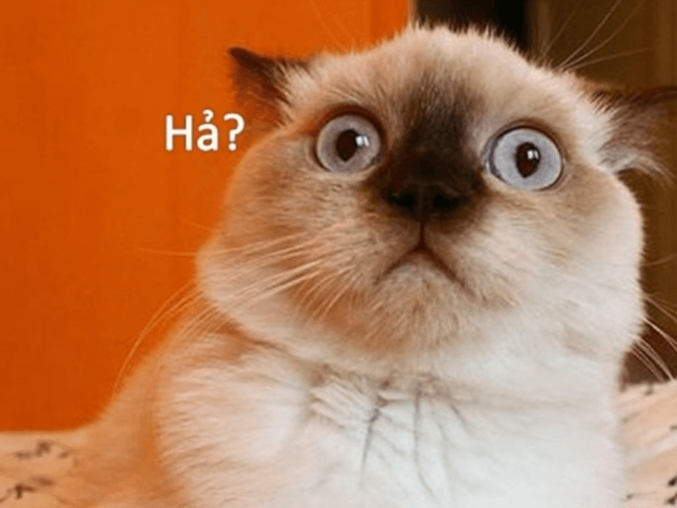 Tao có biết gì đâu!