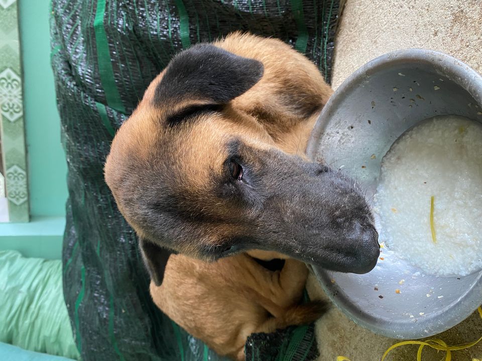 Gấu già cỗi đi trông thấy chỉ sau 1 tuần