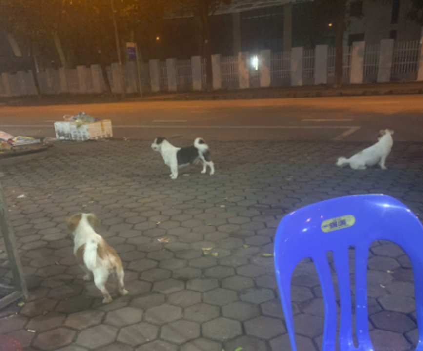 Mấy em cún ở quán.