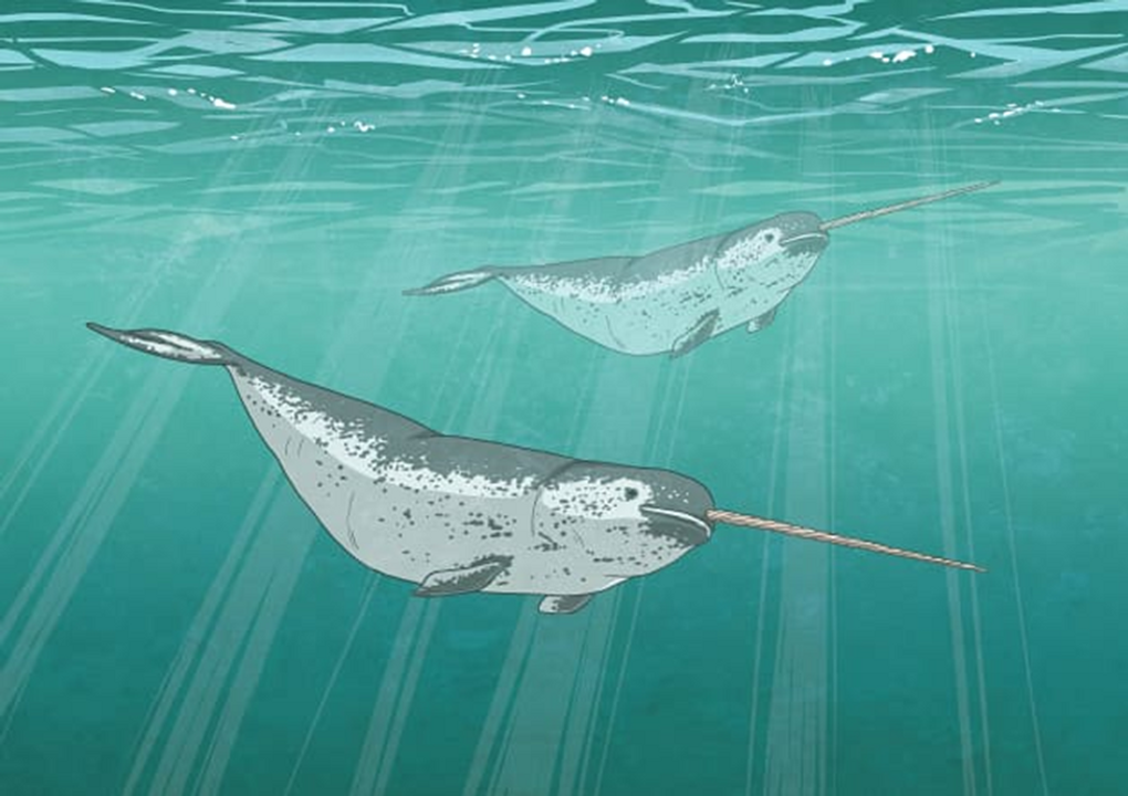 <i>Tranh vẽ loài kỳ lân biển (narwhale)</i>