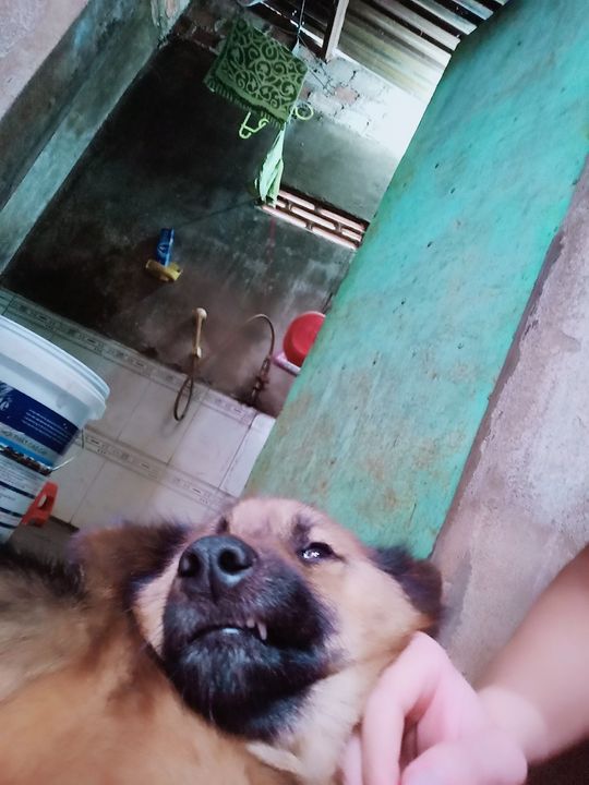 Coi nhà rất tín. Sẵn sàng cắn cả chủ nếu cần thiết.