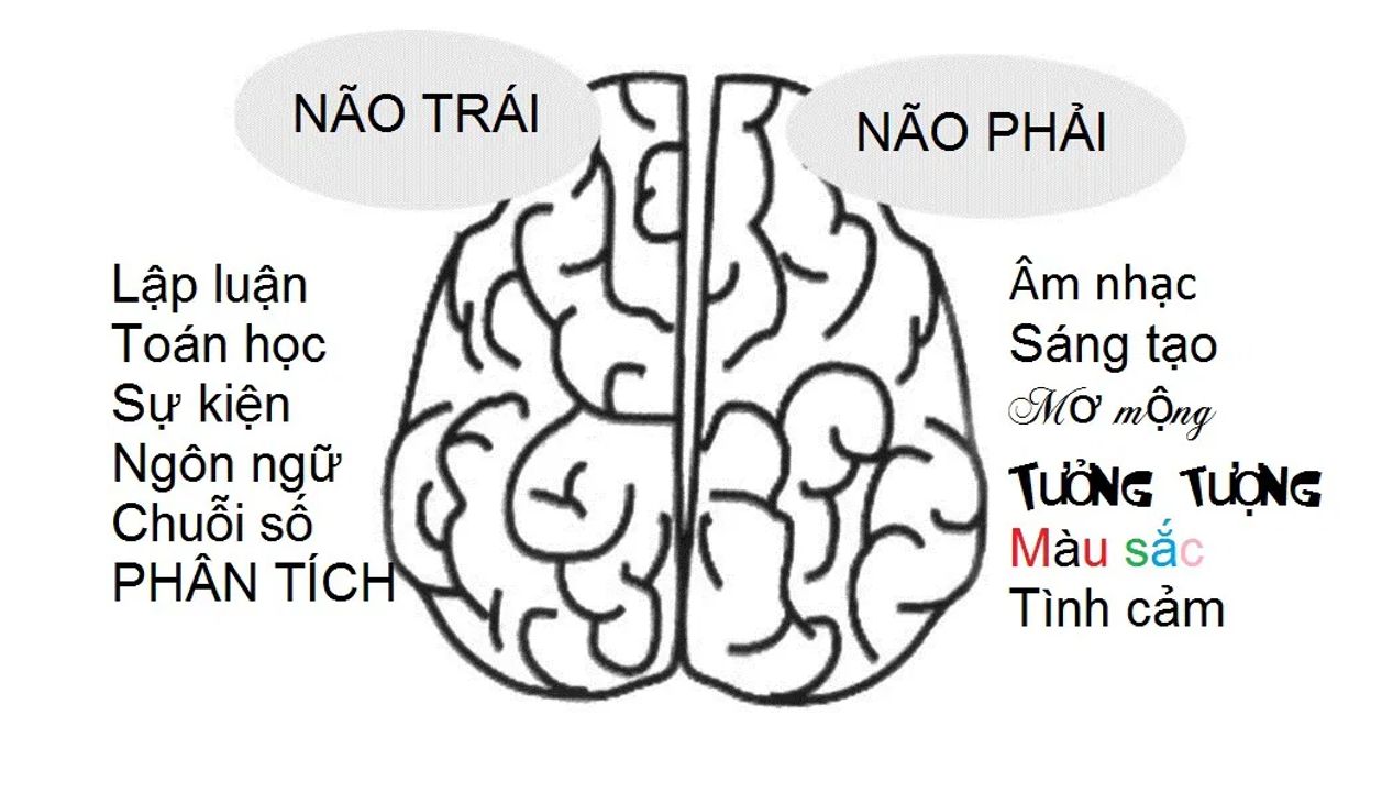 Bán cầu não Đặc trưng tư duy: Não trái Logic, phân tích, chi tiết, ngôn ngữ, toán học. Não phải Hình ảnh, cảm xúc, sáng tạo, trực giác
