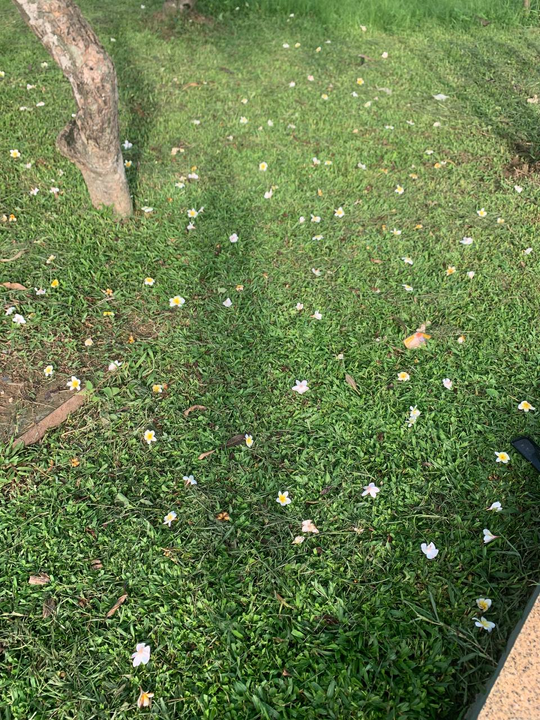 Đi chạy bộ mà thấy hoa đại rơi thơm phảng phất rồi thấy yêu cuộc sống là sao ta :))