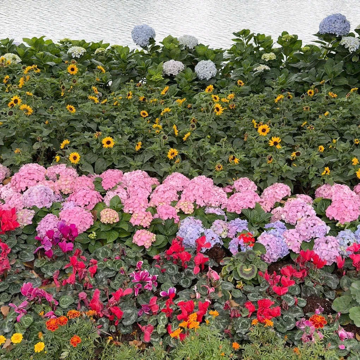 Xinh đẹp tuyệt vời