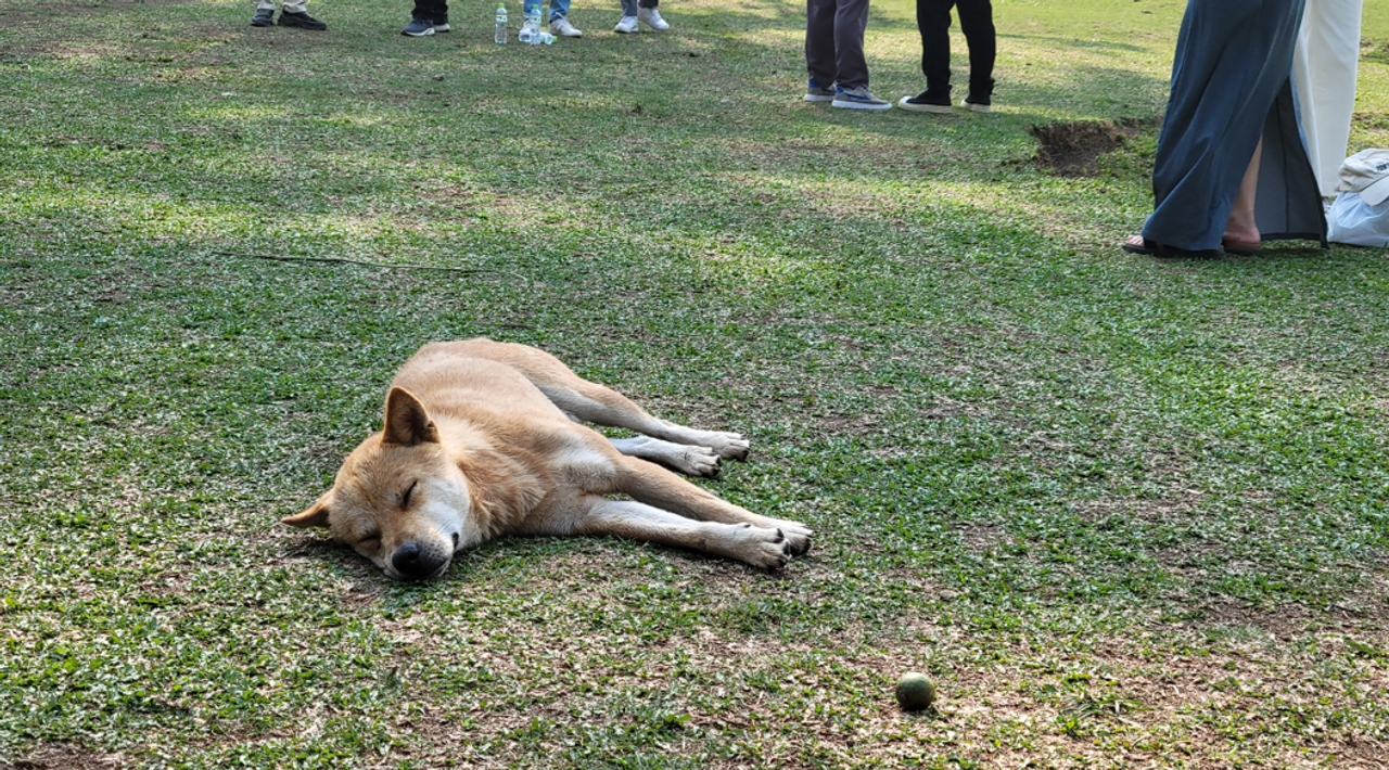 <i>Một không gian bình yên, cún con chợp giấc mơ trưa</i>