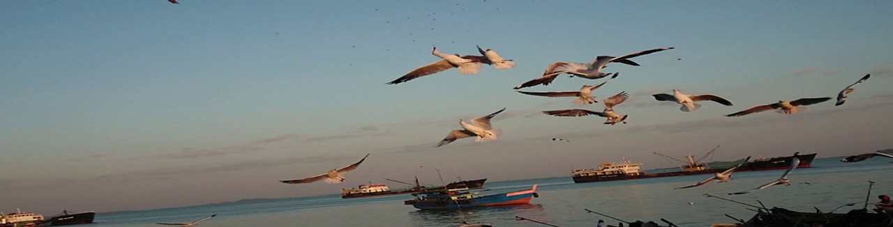 Những cánh chim đầu đàn