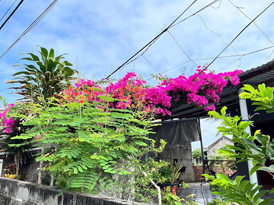 An ủi phần nào khi gặp vài giàn hoa giấy nhìn màu sắc rất rực rỡ