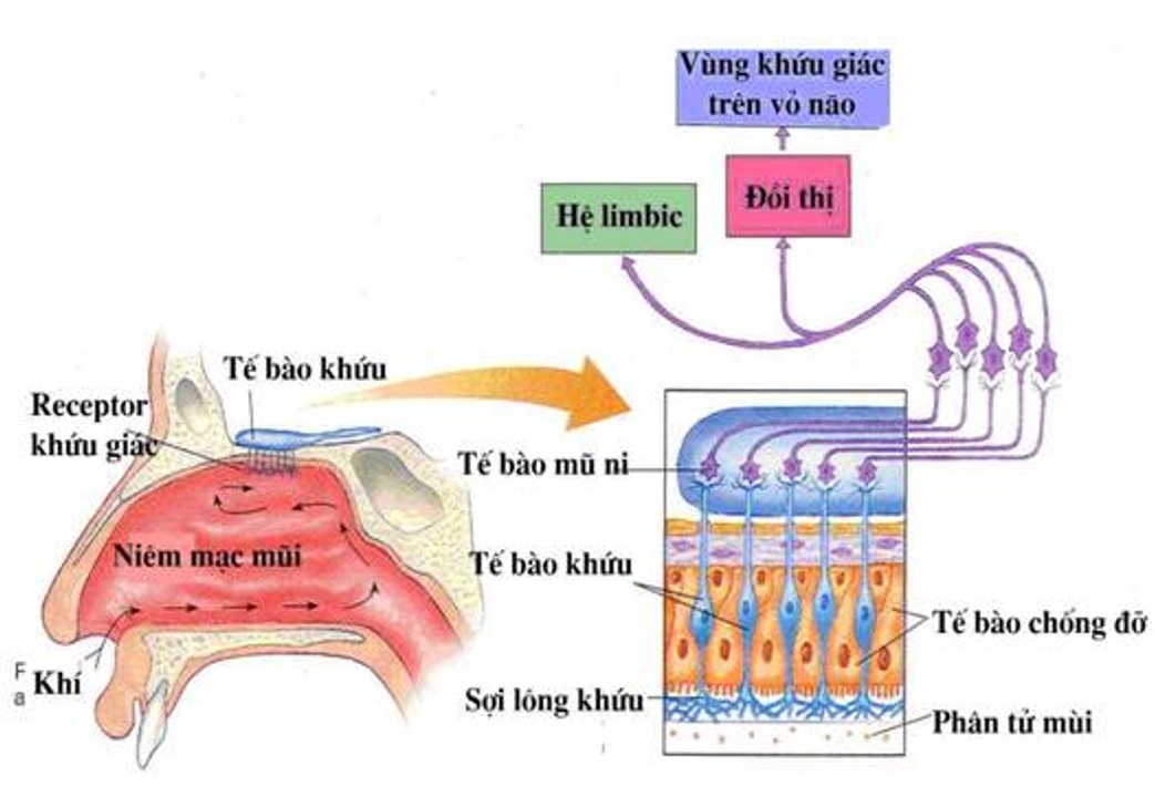 Mô hình bên trong cái mũi của bạn