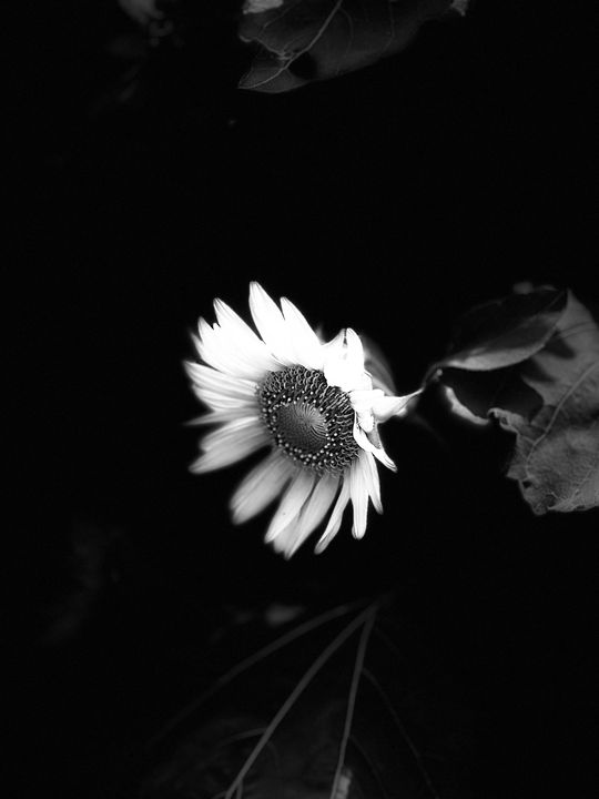 Hoa hướng dương vẫn tỏa sáng ngay cả khi chỉnh ảnh với ánh sáng xuống độ âm.