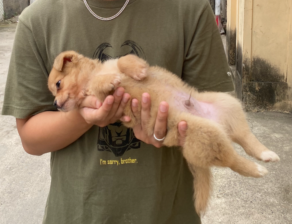 Em Beo sau khi được tôi lôi đi tắm lần đầu