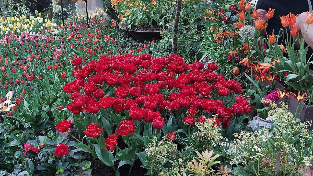 Flower Dome trong dịp lễ hoa Tulip sặc sỡ sắc màu