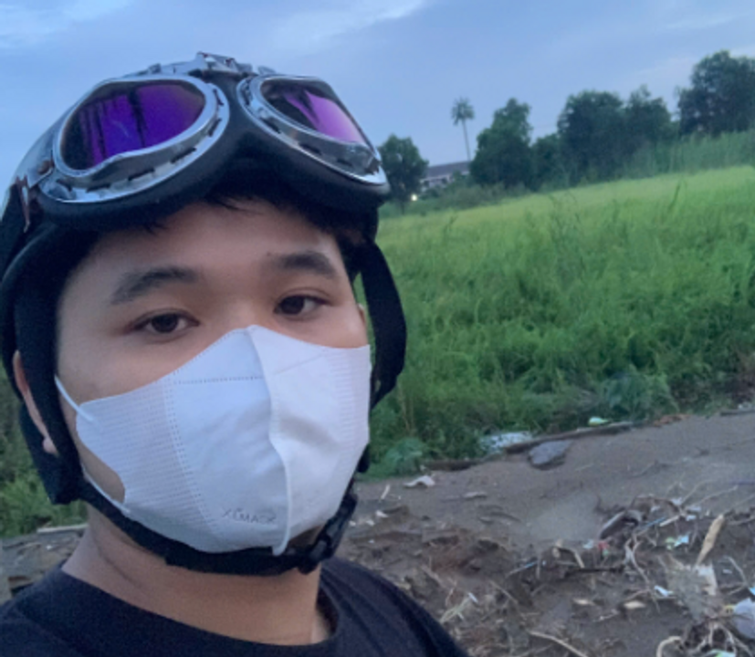 Một cánh đồng lau sợi ở Đông Anh.