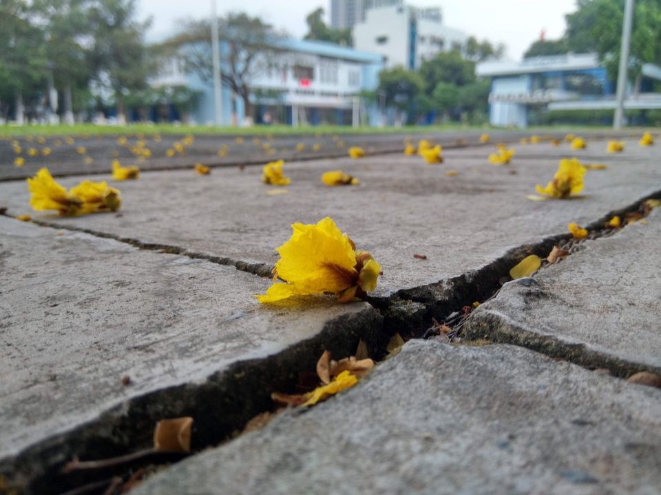 Những cánh hoa rụng đầy trên sân trường chứng kiến những hoài niệm thời gian xưa cũ thật rực rỡ của một cô cậu sinh viên nào đó.