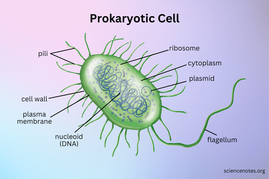prokaryote cell 