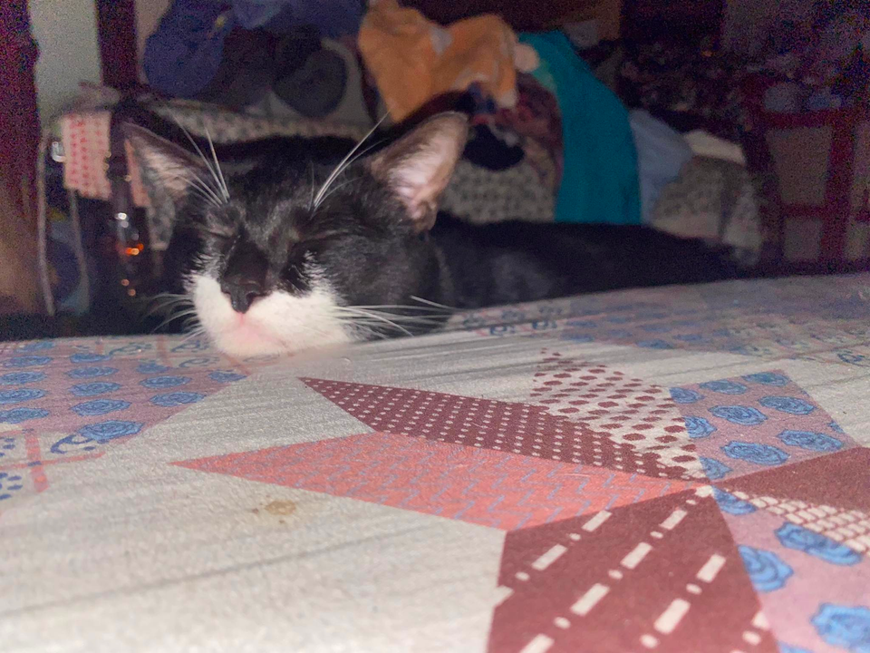 Ngắm mèo đi ngủ là một phút dừng lại của tui để mindful :3 