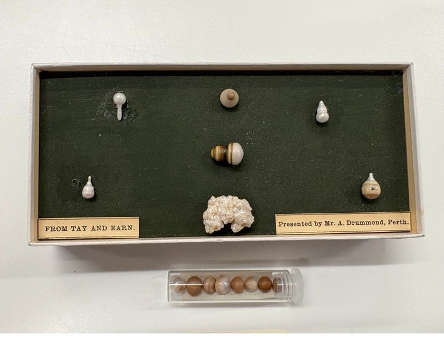 Những viên ngọc trai không hoàn hảo từ sông Tay và sông Earn. Mã số tham khảo của bảo tàng: Z.1913.1.18.