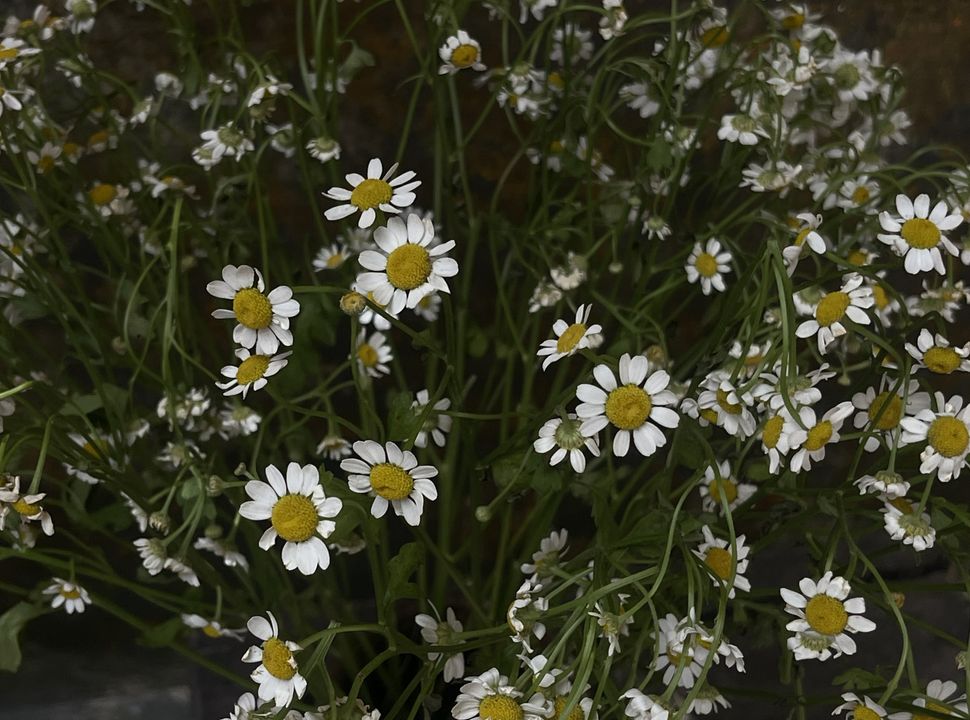 Mong rằng các nàng vẫn luôn rực sắc như những đóa hoa