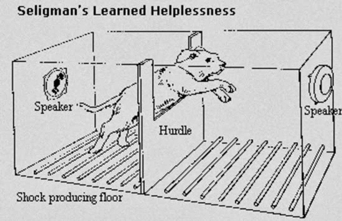 Cái thí nghiệm này nó "kinh điển" vì nó tàn nhẫn vãi, nhưng nó phơi bày một sự thật trần trụi về cách não chúng ta "học" cách từ bỏ.