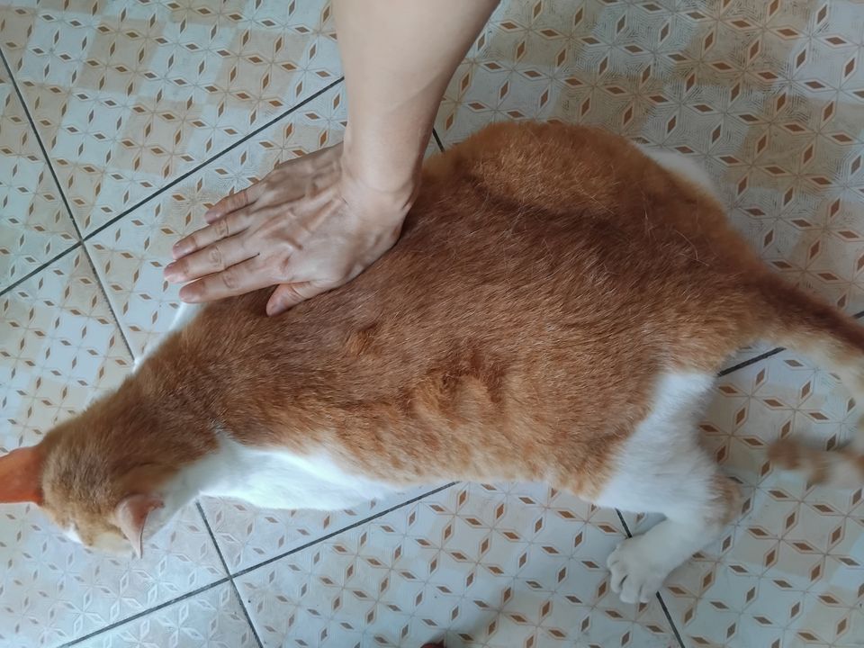 dù có bao nhiêu tuổi thì nó mãi mãi là mèo con của tôi, vì nó mới chỉ lớn bằng bàn tay tôi thôi