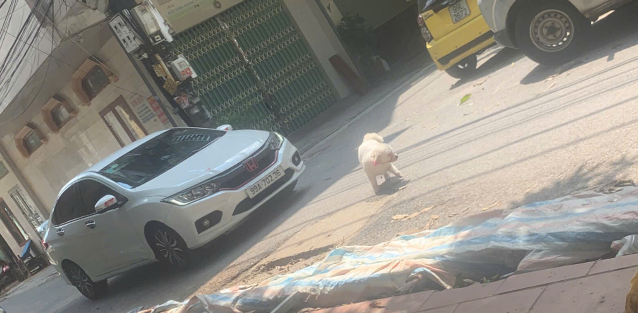 Chú chó nhỏ. Ờ trông không nhỏ lắm nhỉ.