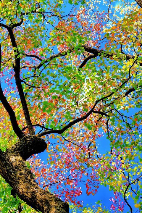 Giữa các tán lá luôn có khoảng trống cho ánh sáng chiếu vào.