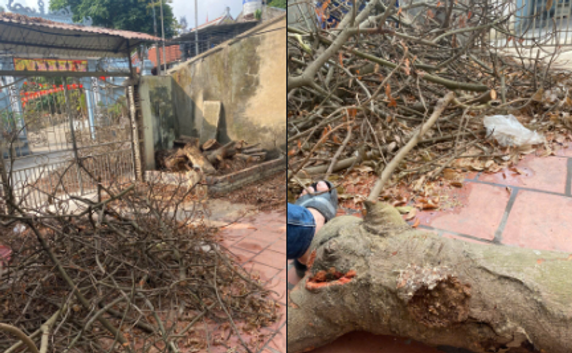 Anh thợ mộc chăm chỉ. Haha.