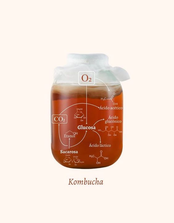 Glucose - Sucrose - Acid Lactic - Acid Acetic - Acid Gluconic