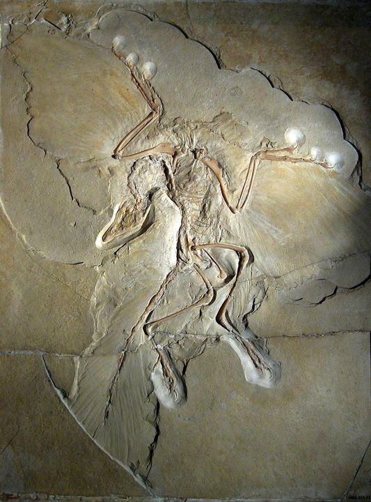 Hóa thạch Archaeopteryx, thường được tìm thấy tại miền nam nước Đức
