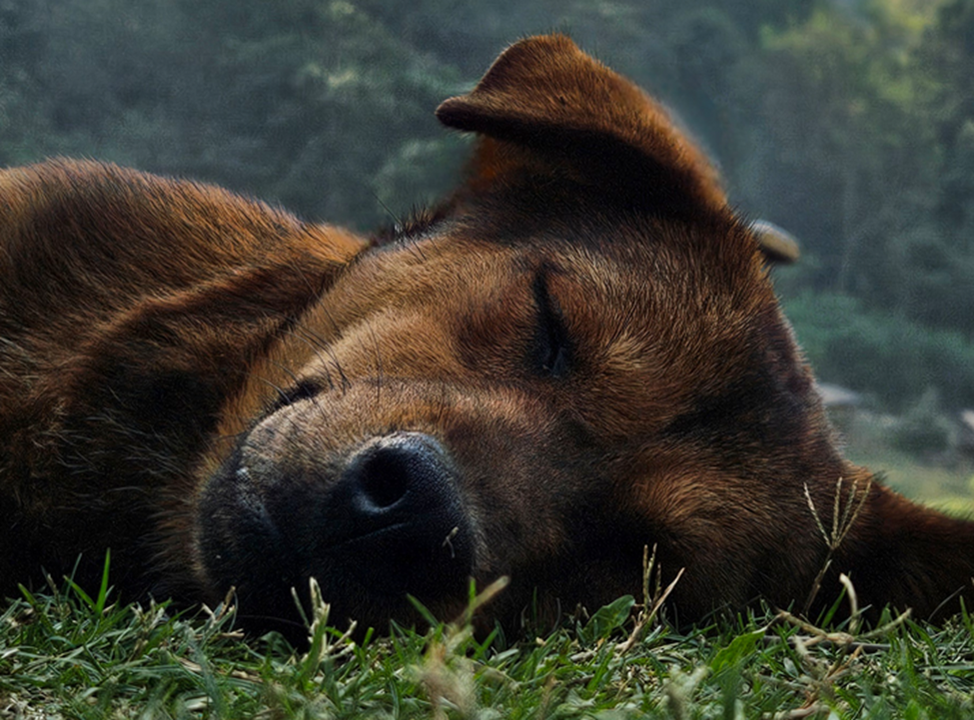 <i>“Từng dấu chân xưa trên đường em về / Giờ đã ra hoa những nhành hoa vắng / Người đã đi qua những lời em kể / Này giấc mơ trưa bao giờ em về .... ”</i>