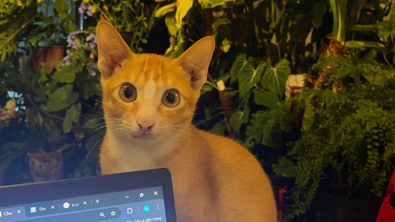 <i>Mèo mặt thộn</i>