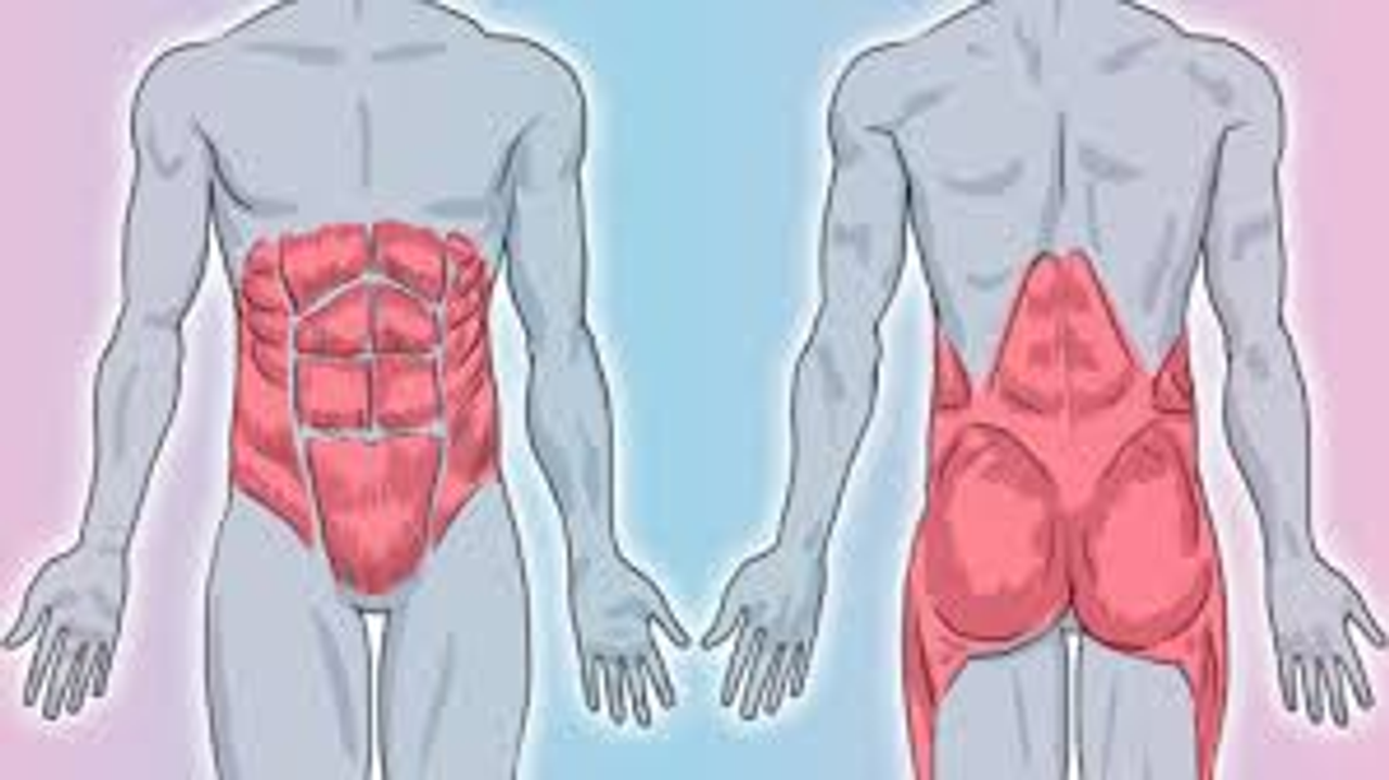 Core Muscles