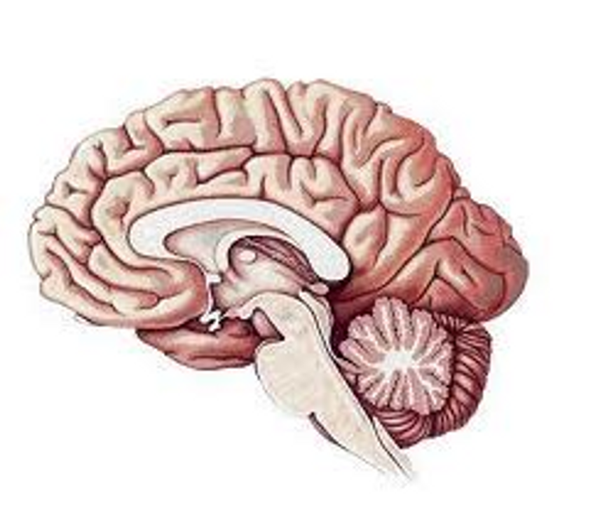 Ảnh bộ não