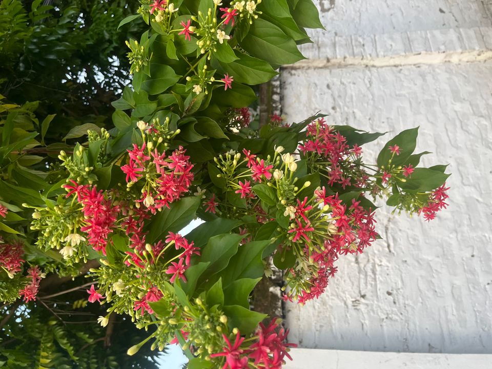 Hoa Sử Quân Tử - Chụp tại Hà Tĩnh